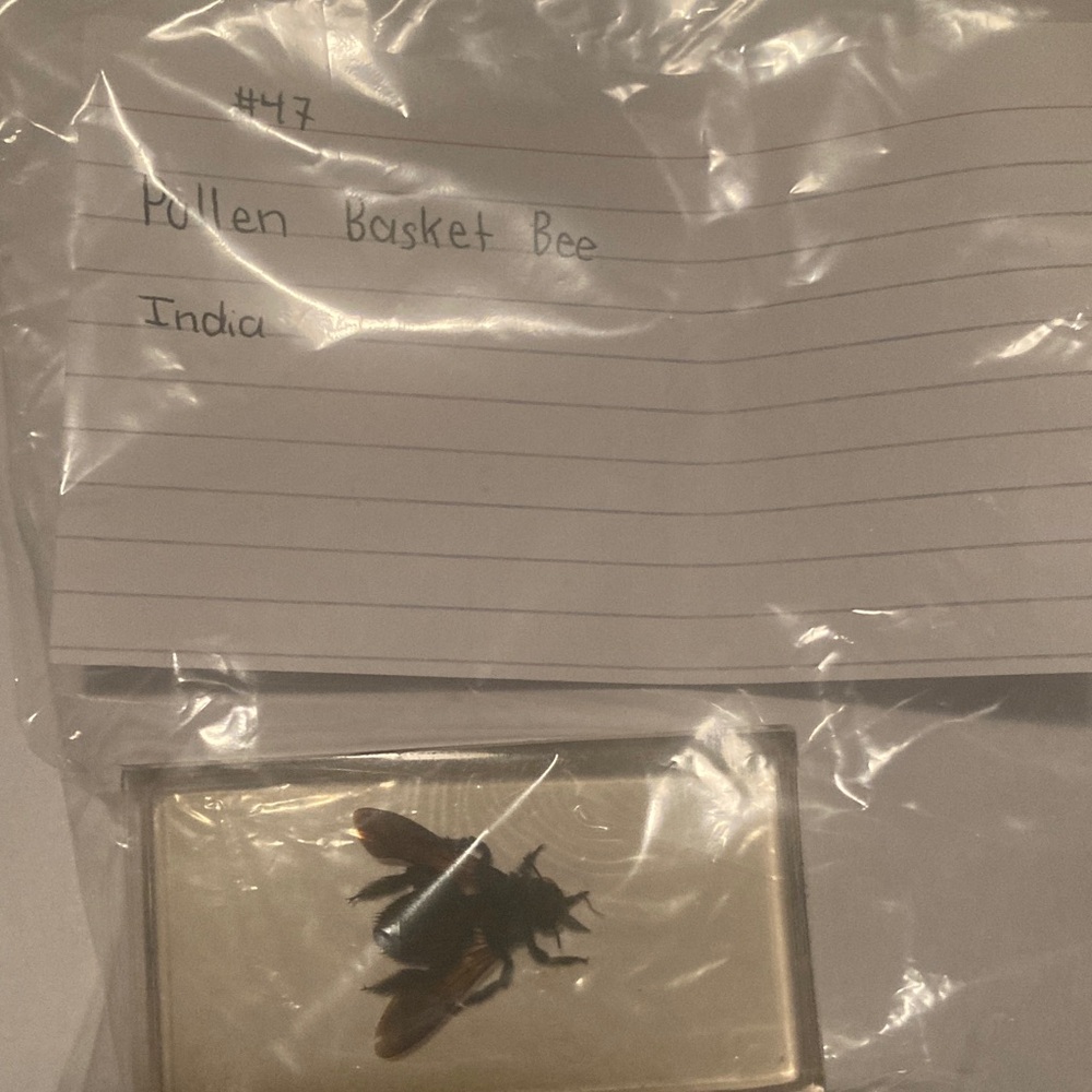 Pollen Basket Bee - India
